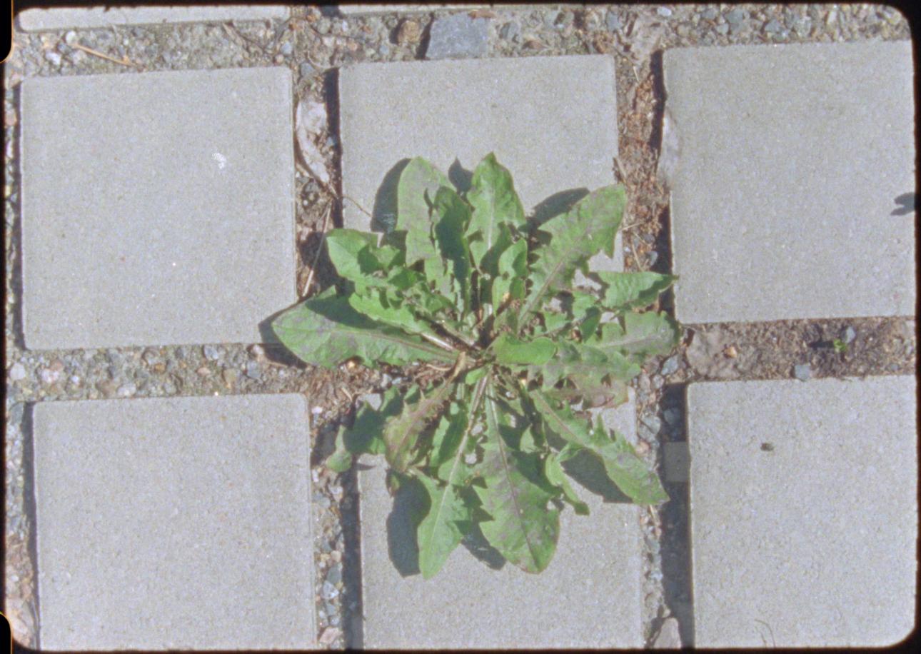 plant on the street